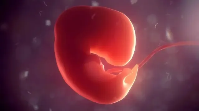 Dünyada Bir İlk: Laboratuvarda Kendi Organlarını Geliştiren İnsan Embriyo Modeli Üretildi