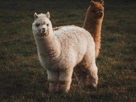 Kripto Aracı Kurum Alpaca, Tokenize Hisse Senedi Altyapısı İçin 135 Milyon Dolar Yatırım Aldı