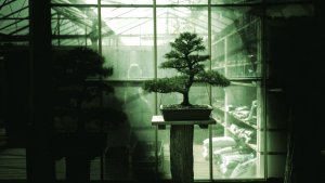 Bonsai 27B: Cebinize Sığan İlk 27 Milyar Parametreli Yapay Zeka Modeli
