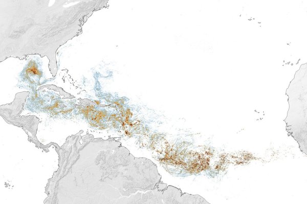 Sargassum Kuşağının Boyutları