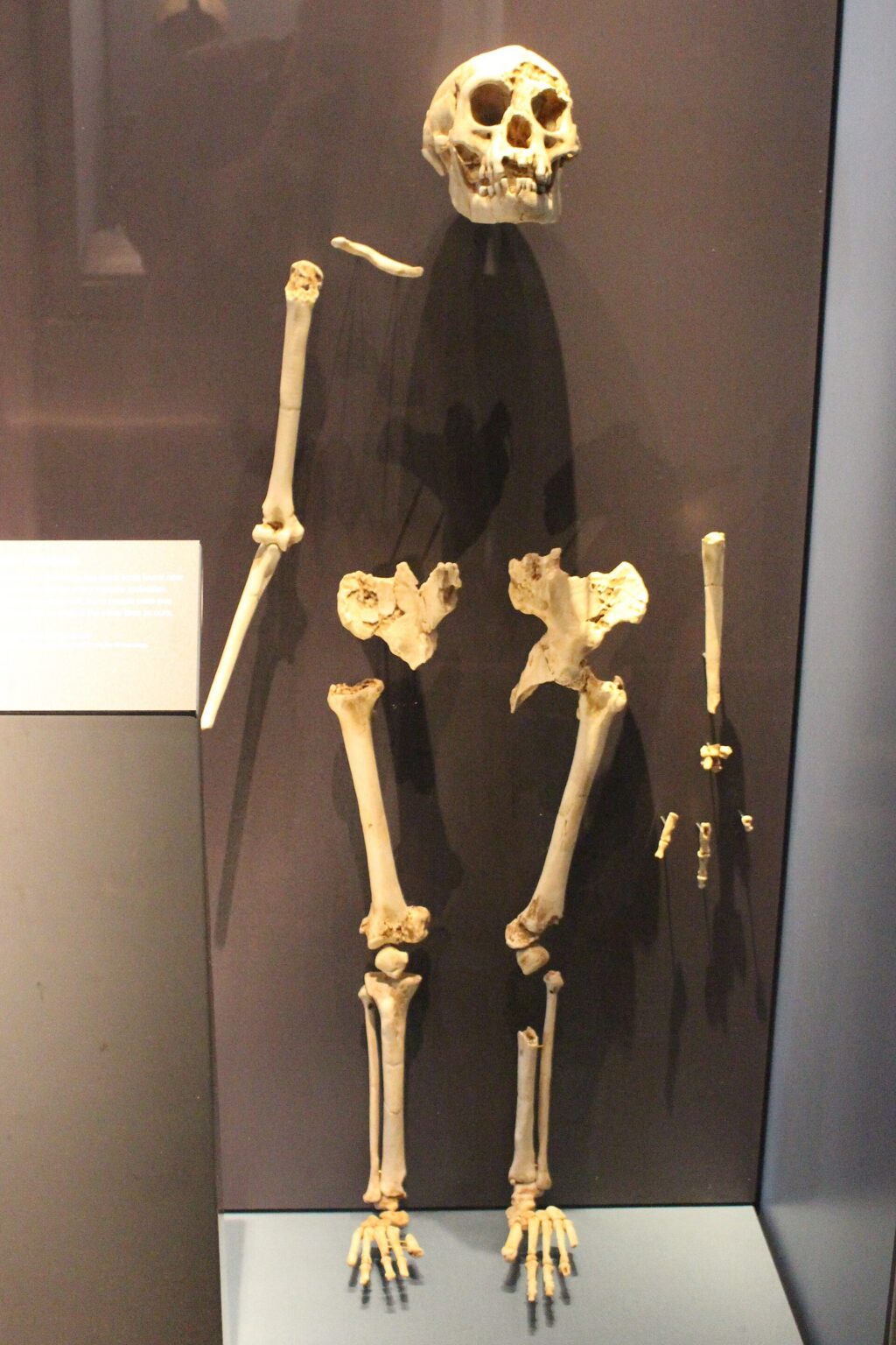 Londra Doğa Tarihi Müzesi'ndeki bir Homo floresiensis iskeleti