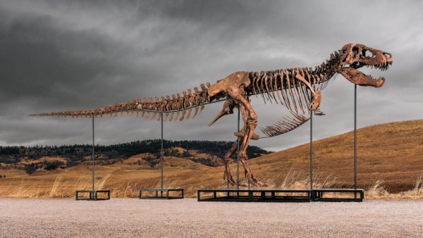 Bilimi Para ve Hype Boğuyor: Sotheby'nin T. Rex Müzayedesinin Ardındaki Endişeler