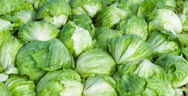 Taylor Farms, Cyclospora Salgını Sonrası ABD Pazarından Iceberg Marulu Çekiyor