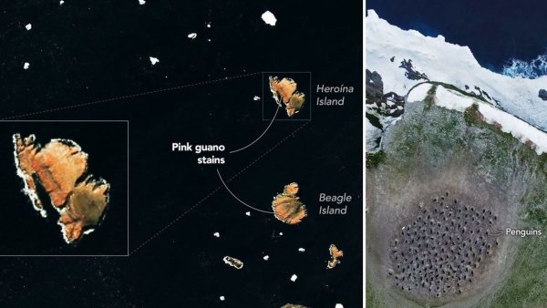 Tehlike Adaları'nda Pembe Penguen Dışkısı: Uzayın Günün Fotoğrafı