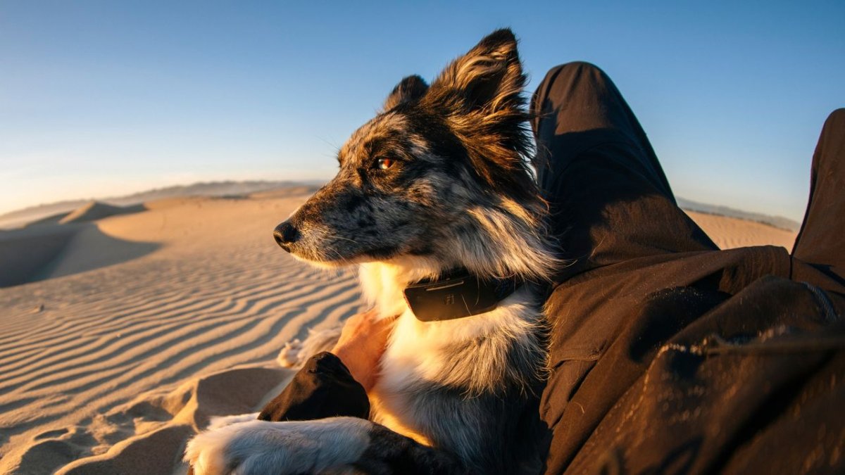 Kaybolan Köpeğinizi Şimdi Dünyanın İlk Uydu Bağlantılı Köpek Tasmağıyla Evine Çağırabilirsiniz