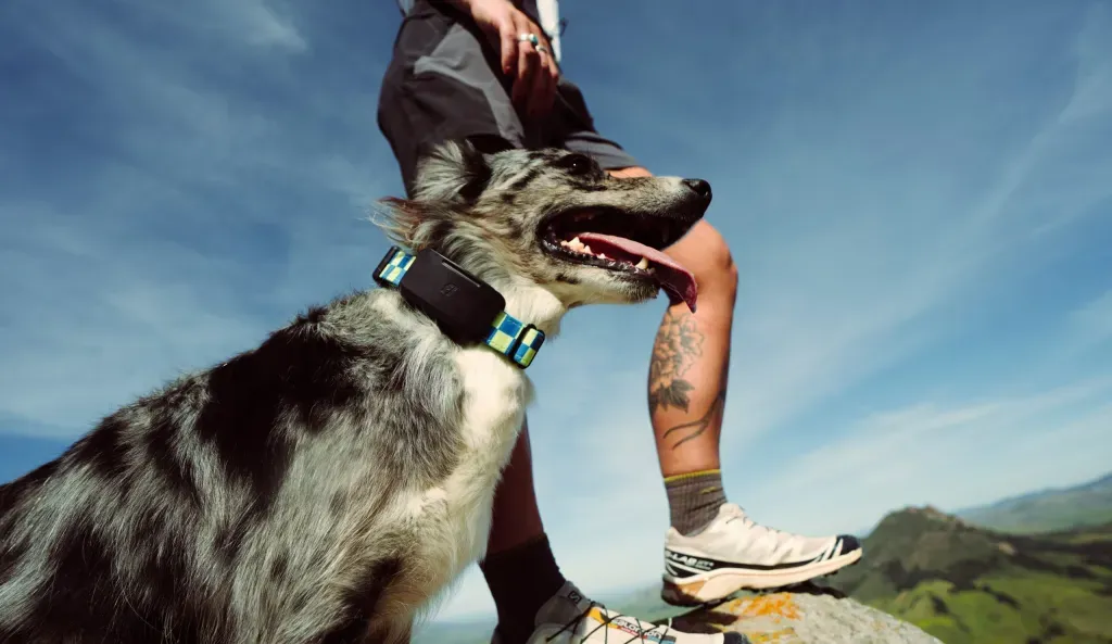 Fi, Starlink Destekli Köpek Takip Cihazını Piyasaya Sürdü
