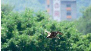 'Flying Eagle' Tam Donanımlı Mobil RAT Oluşturucu Çin'de Kanat Çırpıyor