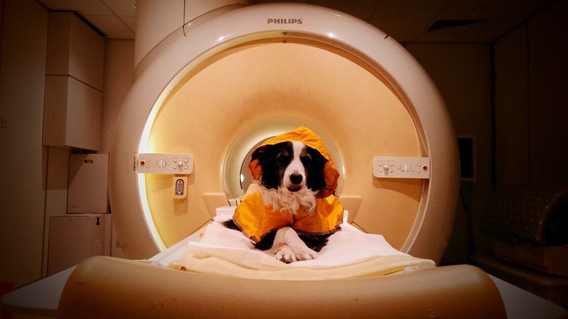 Köpekler Korktuğunuzu Veya Üzüldüğünüzü Anlayabiliyor