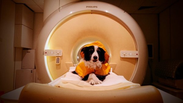 Köpekler Korktuğunuzu Veya Üzüldüğünüzü Anlayabiliyor