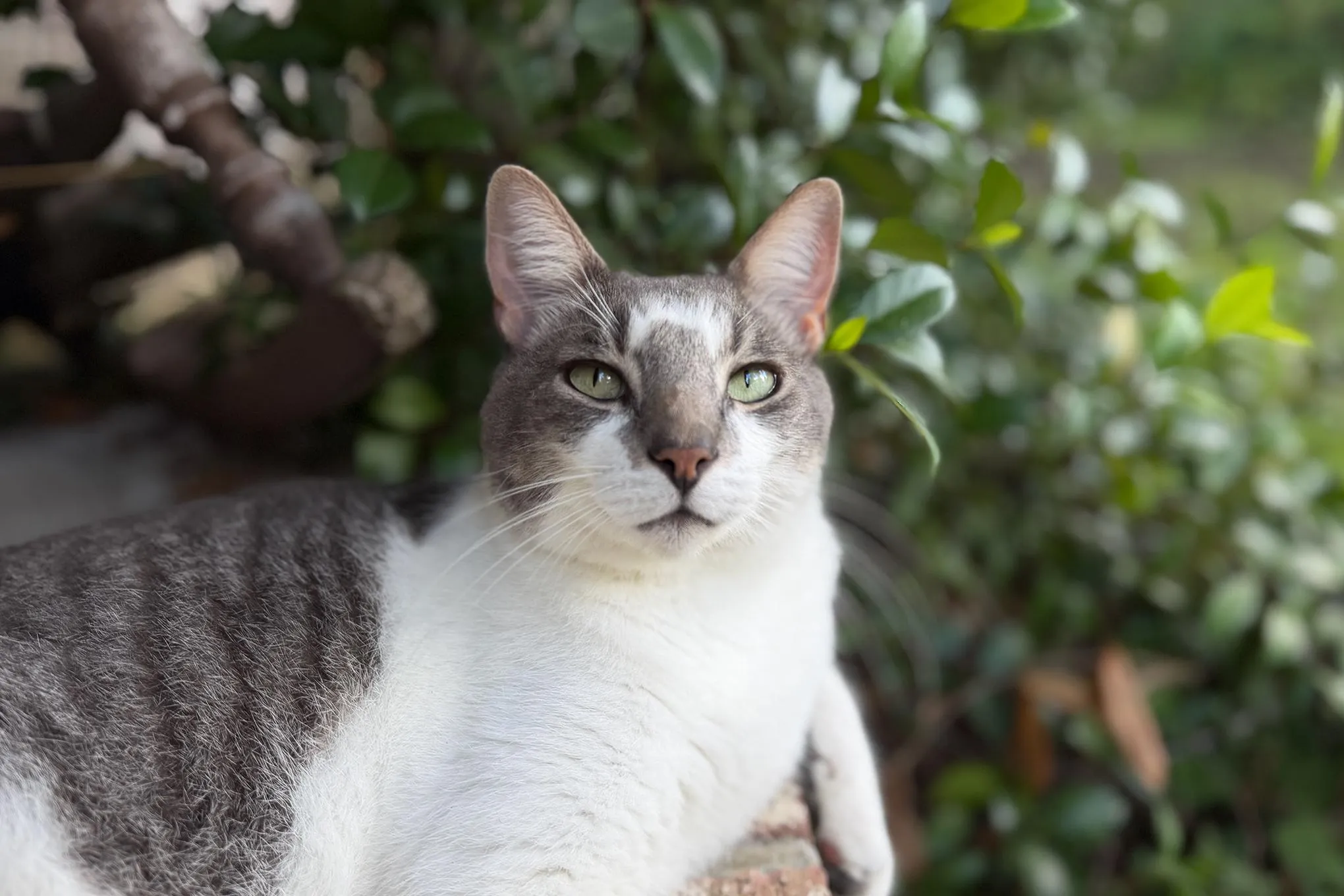 Smokey, Google Home'un hatırladığı tek kedi; Nest Kameralarının gördüğü her kedinin Smokey olduğunu düşünüyor.