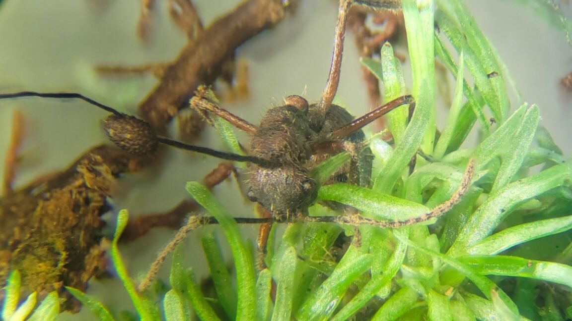 Zombi Karınca Mantarı Yosunlarda da Yaşıyor