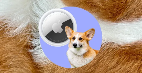 Corgi köpeğimi takip etmek için kullandığım günlük teknoloji