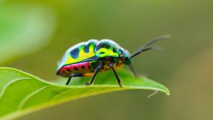 'Jewelbug' APT Grubu: Hem Devlet Casusluğu Hem Kripto Para Hırsızlığı