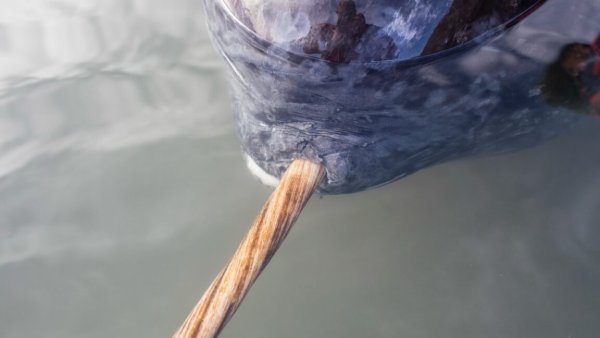 Narwhal Dişinin Sırları X-Işınları ile Açığa Çıktı