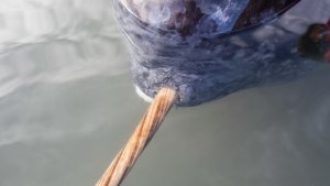 Narwhal Dişinin Sırları X-Işınları ile Açığa Çıktı