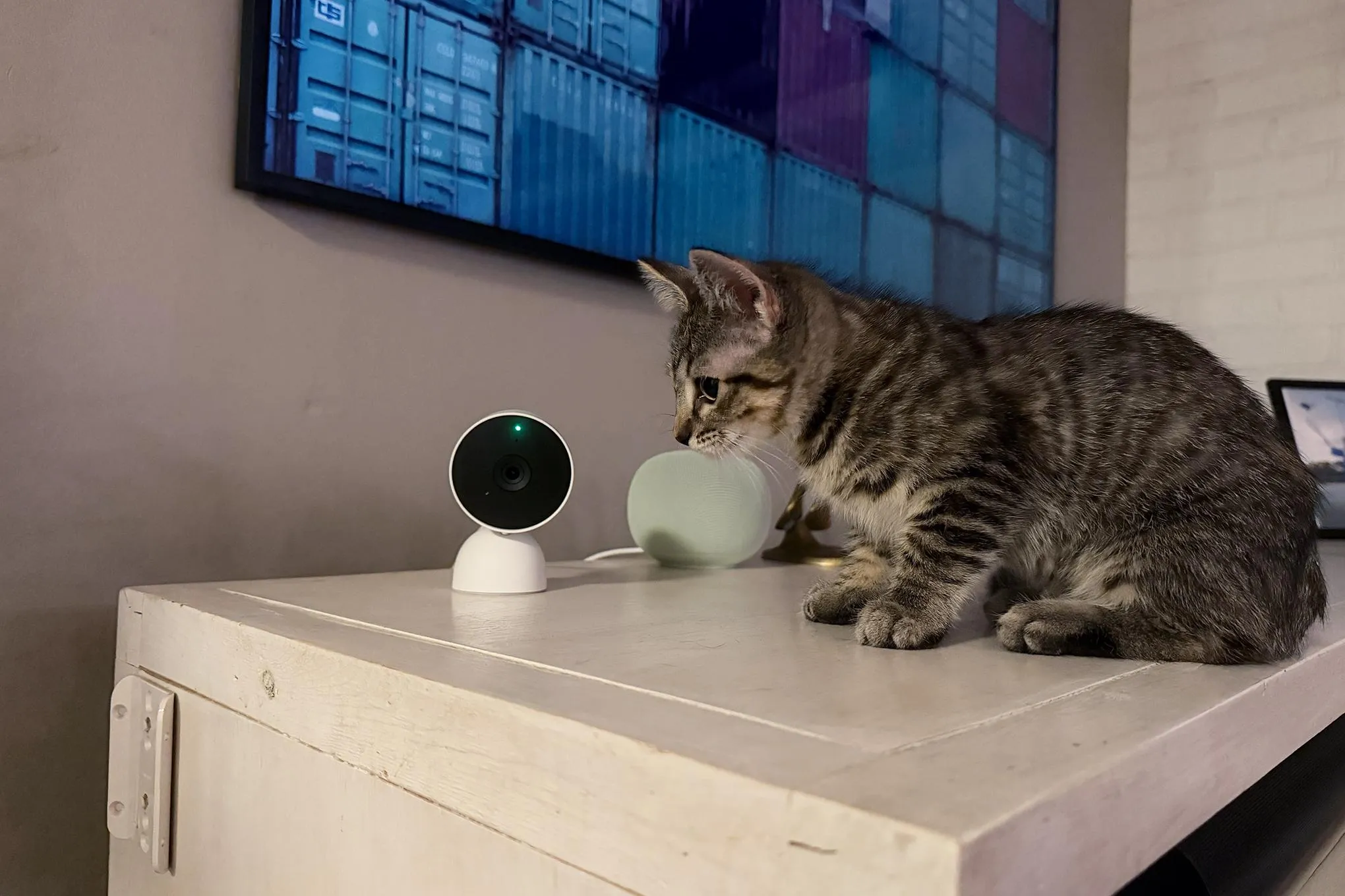 Yavru kedi Osa, Nest Cam'i inceliyor.