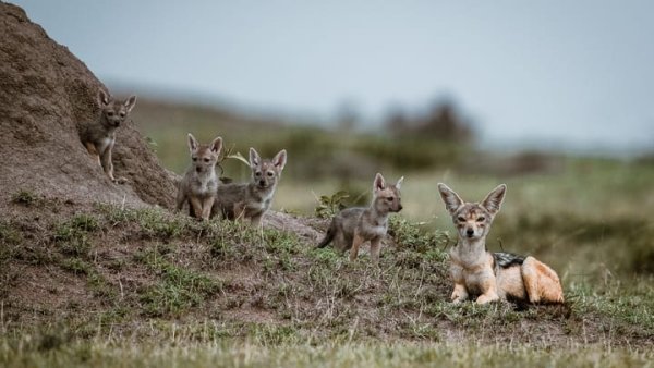 Interpol'ün Jackal IV Operasyonu Batı Afrika Suç Altyapısını Çökertti