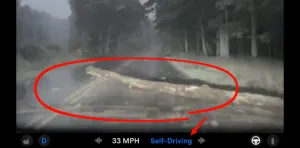 Tesla FSD v14 Lite Sürücüsüz Araç Giant Bir Ağacın Üzerinden Geçti
