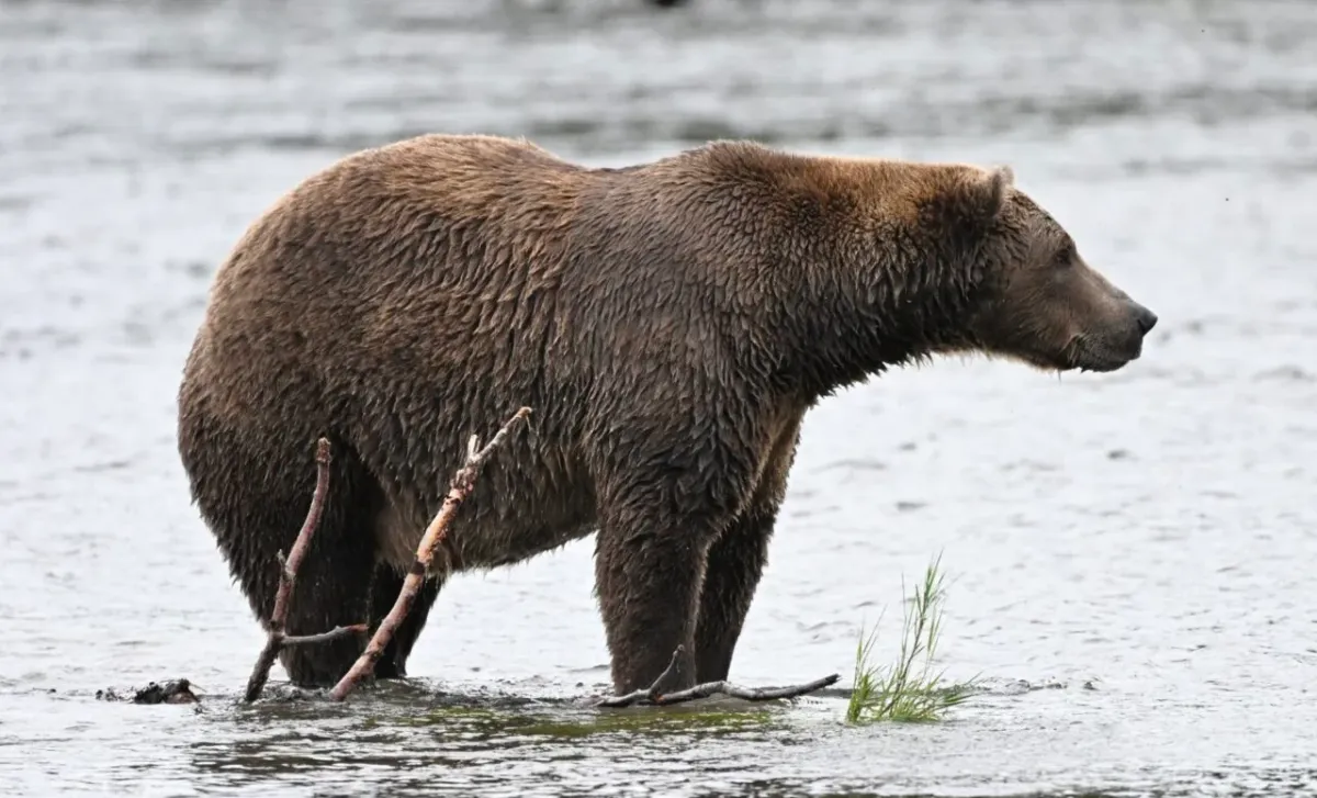 Fat Bear Week için heyecanımı zor tutuyorum