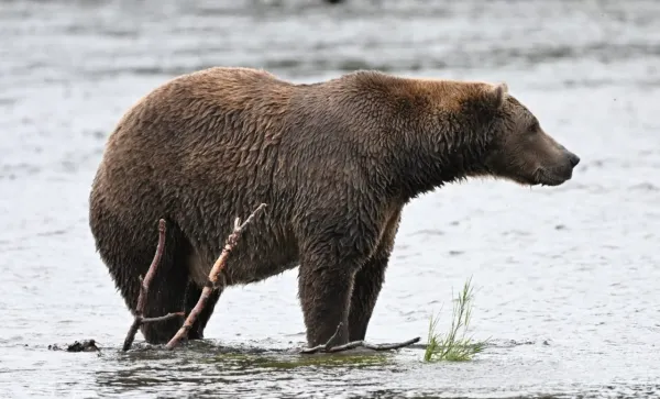 Fat Bear Week için heyecanımı zor tutuyorum