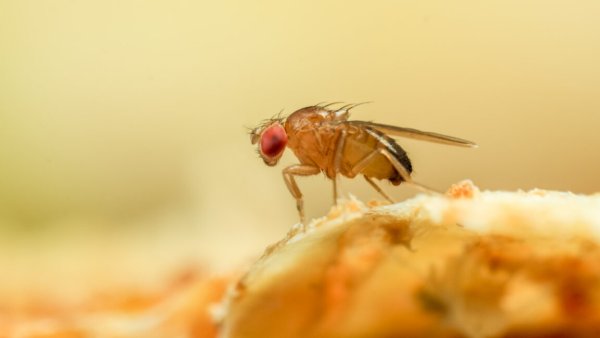 Meyve sineği gibi: Yeni algoritma eski kokuları asla unutmuyor