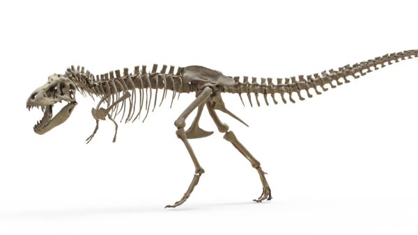 T. rex dişleri onun bir fil kadar sıcak kanlı olduğunu gösteriyor