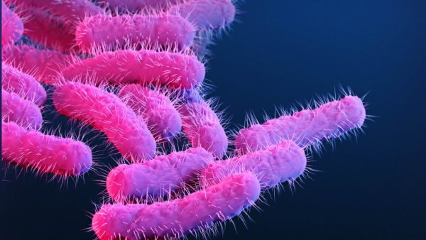 150 Araştırma Primatı İshale Yakalandı: Laboratuvar Paha Biçilemez Aşı Verileriyle Doldu