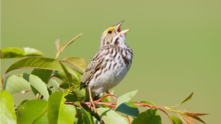 Çinli FamousSparrow grubu Latin Amerika'da ABD siyasetini izliyor