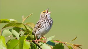 Çinli FamousSparrow grubu Latin Amerika'da ABD siyasetini izliyor