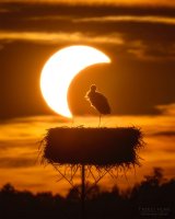 Günün Astronomi Fotoğrafı: Güneş Tutulması ve Leylek