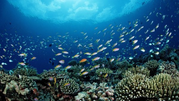 NOAA'dan Tartışmalı Karar: Ticari Balıkçılık, Çevre Korumanın Önüne Geçiriliyor