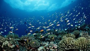 NOAA'dan Tartışmalı Karar: Ticari Balıkçılık, Çevre Korumanın Önüne Geçiriliyor