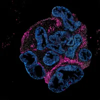 Denver merkezli Intero Biosystems ilaç firmalarından hayvan yerine mini insan bağırsağı üzerinde test yapmasını istiyor