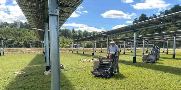 Güneş panelleri Massachusetts'te atıl kızılcık bataklıklarını yeniden canlandırdı