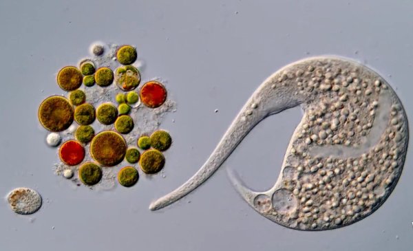 Yapay zekâ kullanımı nedeniyle diskalifiye edilen yarışmada yeni Nikon Small World in Motion birincisi belli oldu
