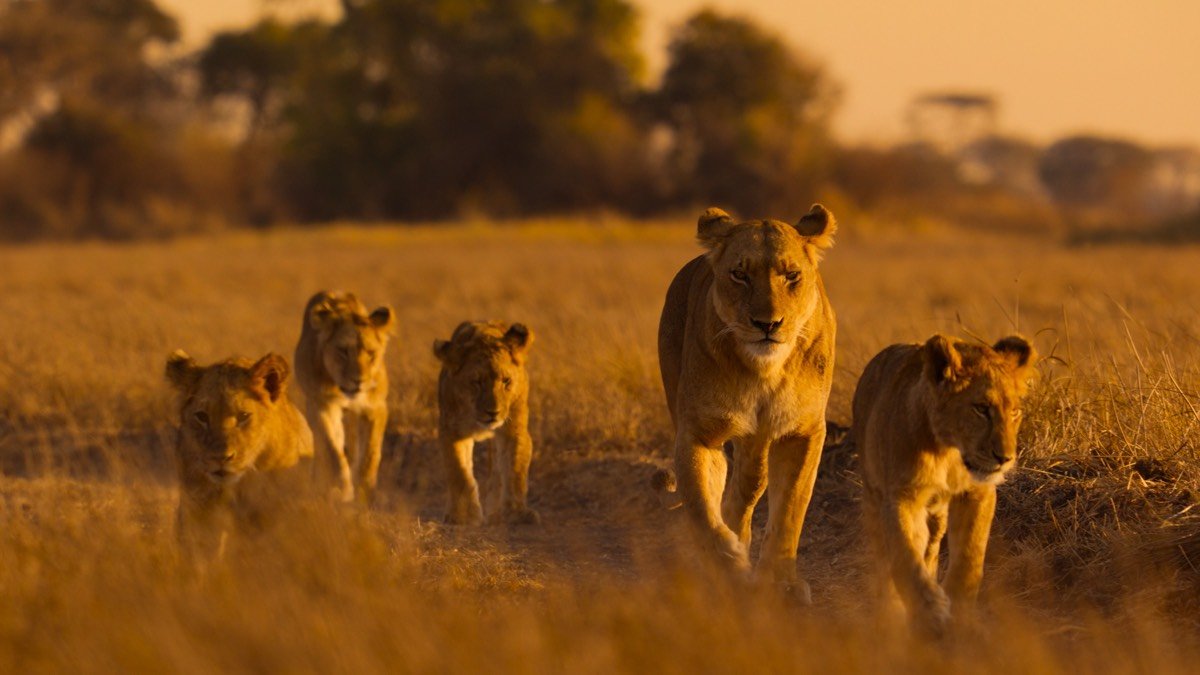 Aslan, çita ve şempanze: Afrika'nın yaban hayatı National Geographic'te