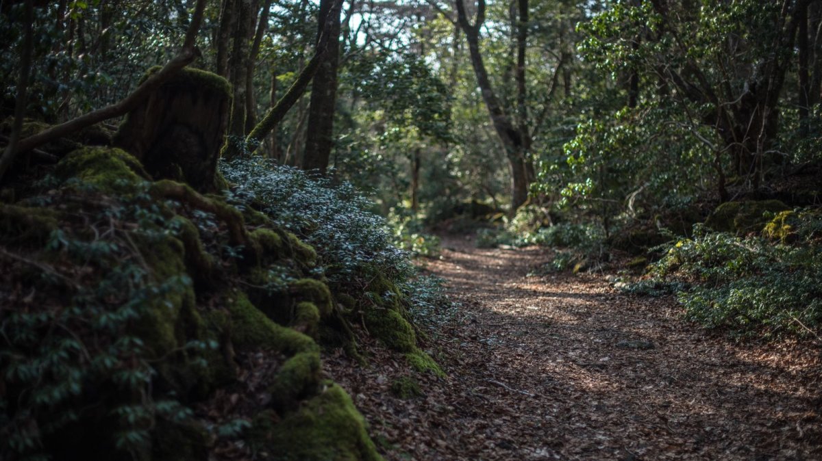 Aokigahara casusu geliştirici anahtarlıkları ve yapay zeka asistanlarını hedefliyor