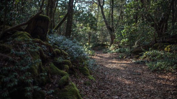 Aokigahara casusu geliştirici anahtarlıkları ve yapay zeka asistanlarını hedefliyor