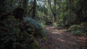 Aokigahara casusu geliştirici anahtarlıkları ve yapay zeka asistanlarını hedefliyor