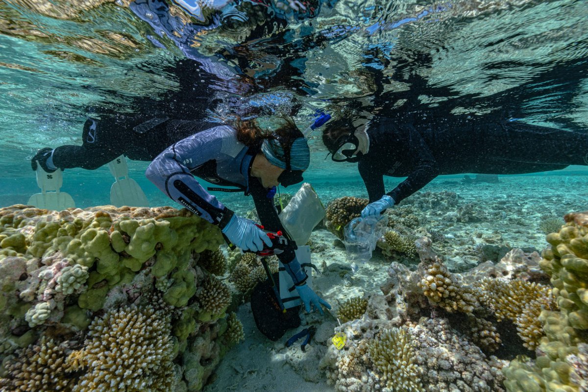 Yeniden vahşileştirme, deniz seviyesi yükselen adalara ayak uydurabilir