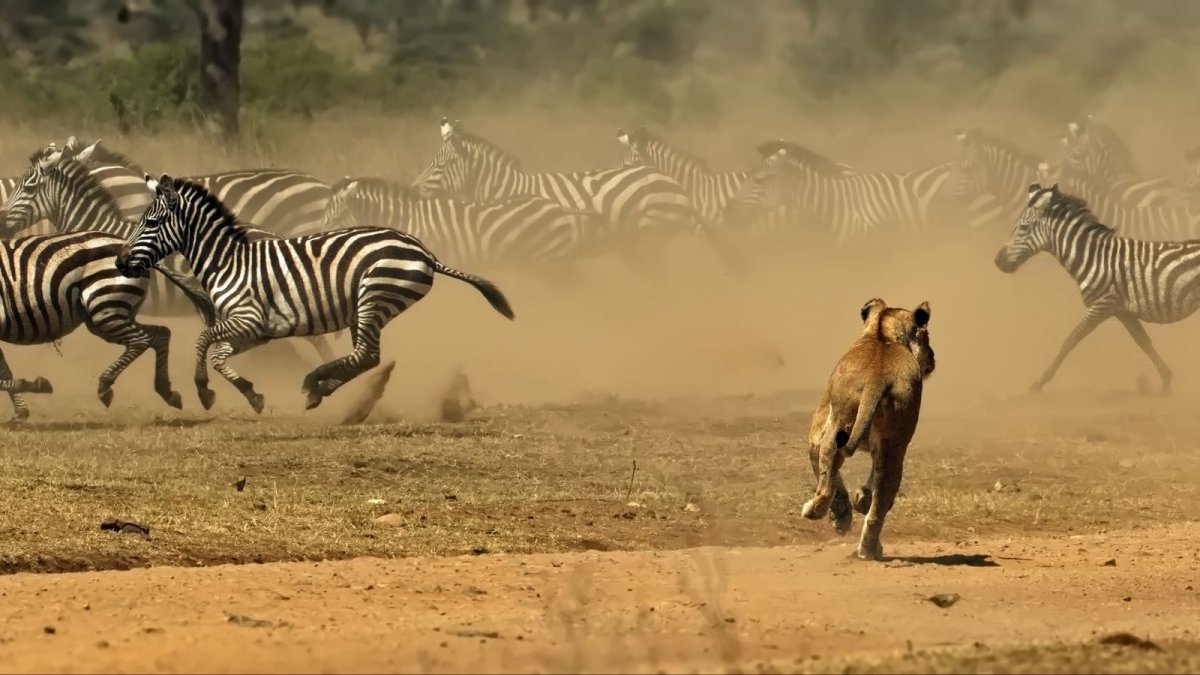 Interpol'ün üçüncü Serengeti operasyonu 1.462 gözaltı ve 105 milyon dolar kurtarma sağladı
